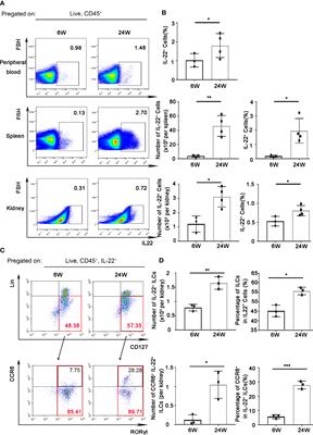 Interleukin-22 From Type 3 Innate Lymphoid Cells Aggravates Lupus Nephritis by Promoting Macrophage Infiltration in Lupus-Prone Mice